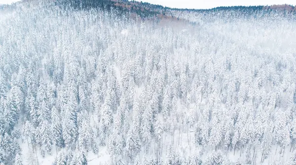 Sneeuw Bedekte Dennenbomen Hillside Bergen Luchtdrone View — Stockfoto