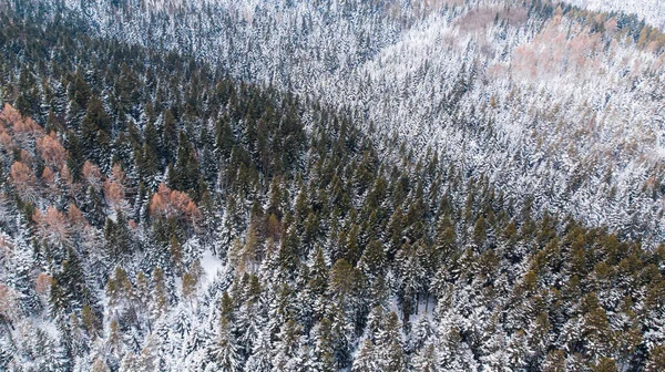 Bossen Heuvels Bedekt Met Verse Sneeuw Luchtdrone View — Stockfoto