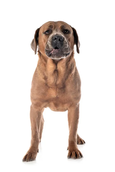 白い背景の前でピューレッドの犬の肖像画 — ストック写真
