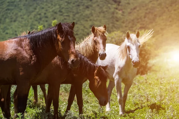 Kudde Paarden Die Eten Van Groenen Een Berghelling — Stockfoto