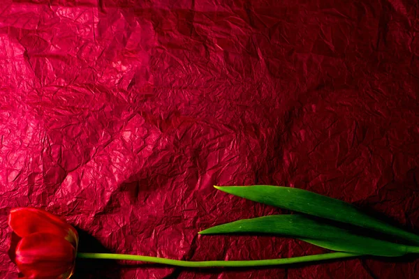 Flor Sobre Fondo Rojo — Foto de Stock