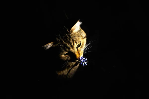Gato Sob Luz Uma Lanterna — Fotografia de Stock