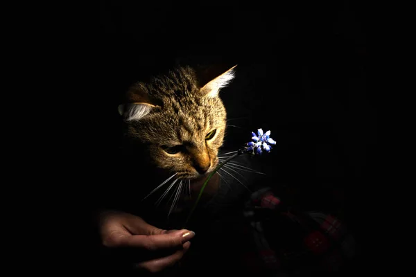 提灯の明かりの下で猫 — ストック写真