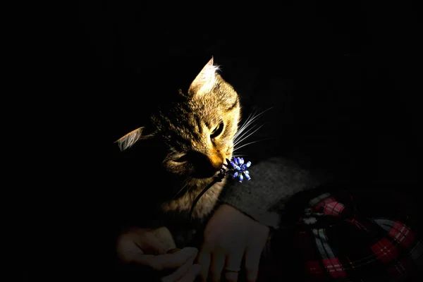 Kočka Pod Světlem Lucerny — Stock fotografie