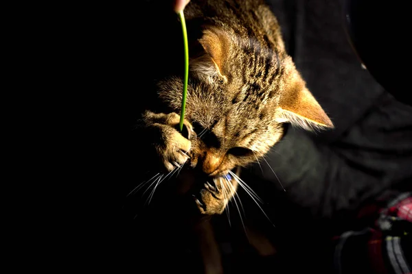 Γάτα Υπό Φως Ενός Φαναριού — Φωτογραφία Αρχείου