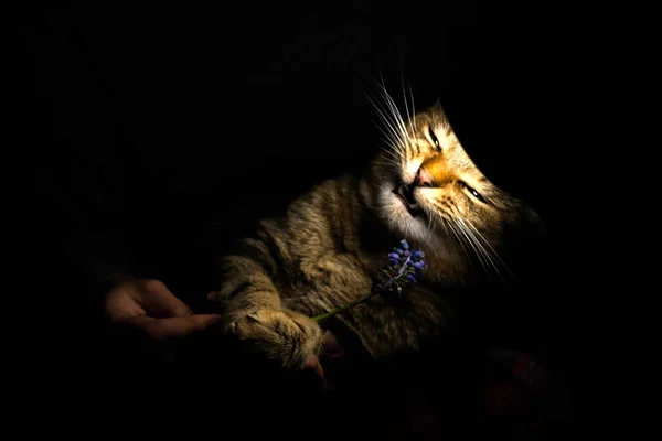 在灯笼下的猫 — 图库照片