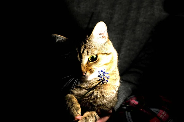 Katze Licht Einer Laterne — Stockfoto
