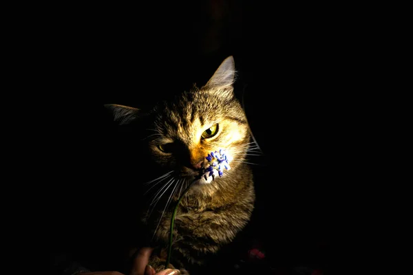 Katten Sniffar Blommor — Stockfoto