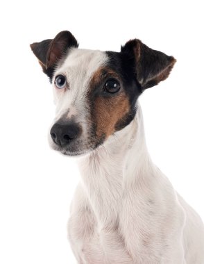 Yakından Jack Russell Terrier 'ın şirin bakışları.