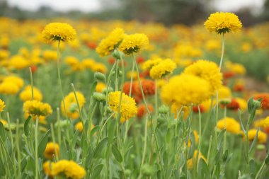 Çiçeklerin açtığı güzel manzarayı kapat. Yaz zamanı konsepti