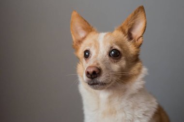 Little cute red-headed mongrel dog