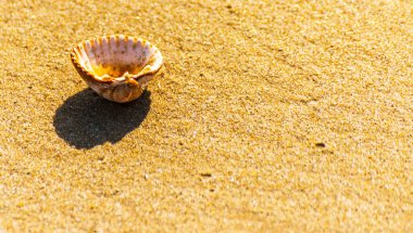 Kumsalda deniz kabuğu, suyla yıkanmış.