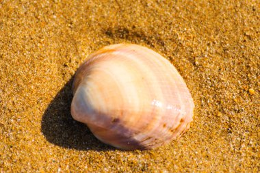Kumsalda deniz kabuğu, suyla yıkanmış.