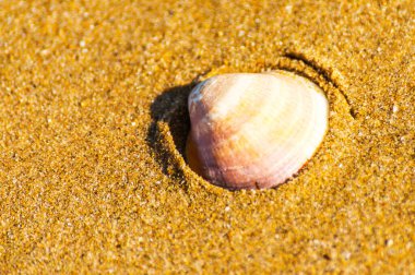 Kumsalda deniz kabuğu, suyla yıkanmış.