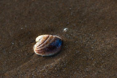 Kumsalda deniz kabuğu, suyla yıkanmış.