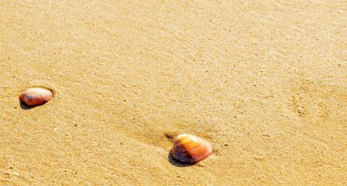Kumsalda deniz kabuğu, suyla yıkanmış.