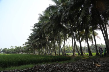 Kerala, Hindistan 'daki Yeşil Alanlar