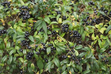 Organik Hint Tıbbı Meyveleri 'ne yakından bakın.    