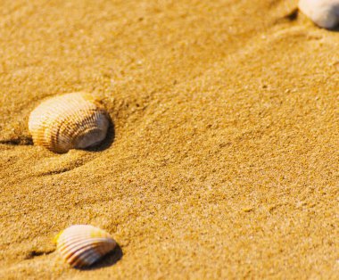 Kumsalda, suyla yıkanmış doğal deniz kabuğu.