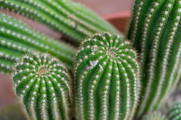 Cactuses Top View Close — Stock Photo, Image