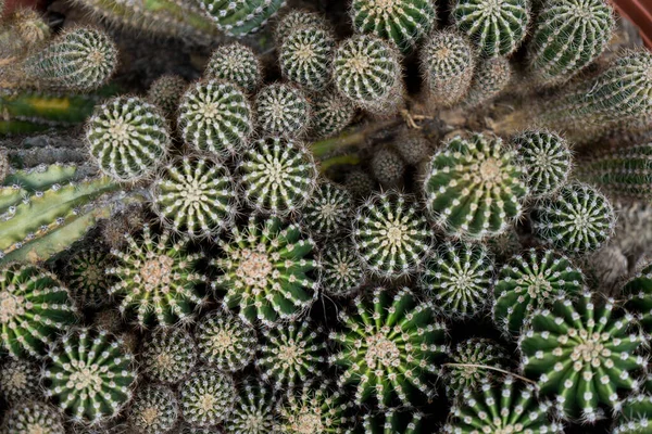 Cactuses Top View Close — Stock Photo, Image