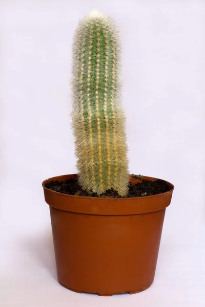 Groene Kleine Cactusplant Die Een Pot Groeit — Stockfoto