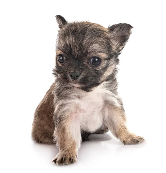 Chihuahua Puppy Front White Background — Stock Photo, Image