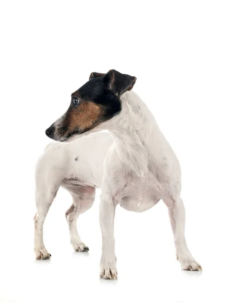 Kutya Jack Russel Terrier Fehér Háttér — Stock Fotó