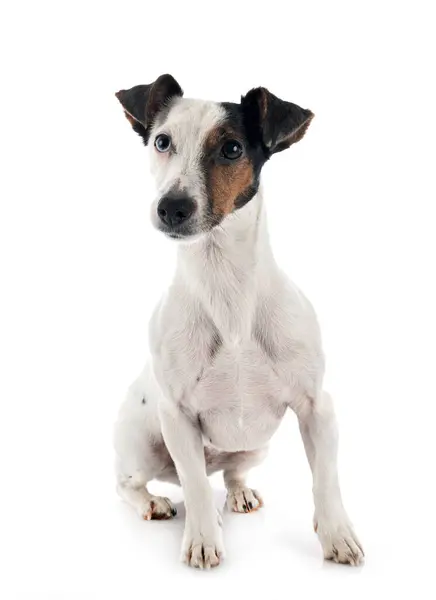Cute Little Jack Russell Terrier Sitting Looking Camera Isolated White — Stock Photo, Image