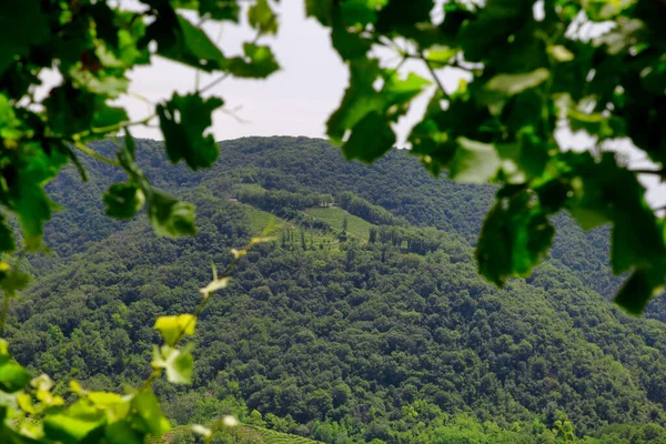 Colinas Verdes Valles Con Viñedos Región Vinícola Prosecco — Foto de Stock