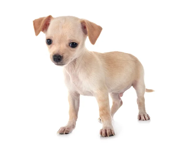 Mały Chihuahua Siedzi Białym Tle Patrząc Aparat — Zdjęcie stockowe