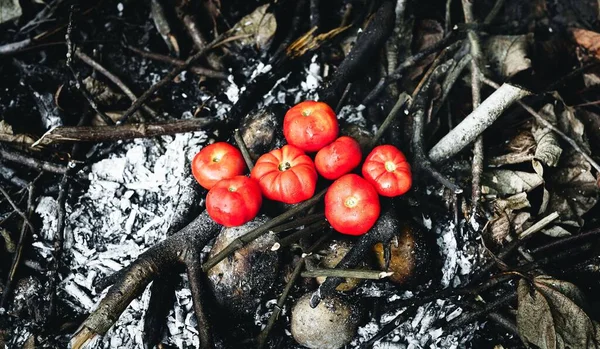 Vista Cerca Tomates Ecológicos Frescos Maduros — Foto de Stock