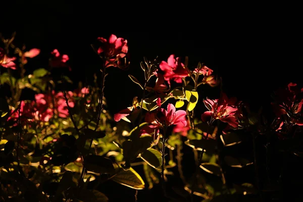 美しい花を間近で見ることができます 夏時間の概念 — ストック写真