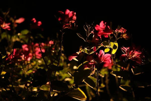 Schöne Blühende Blumen Sommerzeit — Stockfoto