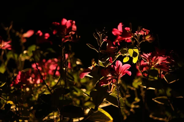 Piękne Kwitnące Kwiaty Koncepcja Czasu Letniego — Zdjęcie stockowe