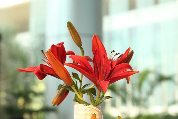 Flores Florescendo Bonitas Conceito Hora Verão — Fotografia de Stock