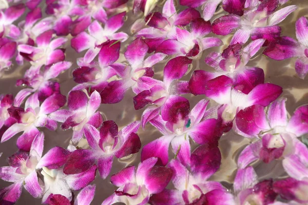 Vista Cerca Hermosas Flores Flor Concepto Horario Verano — Foto de Stock
