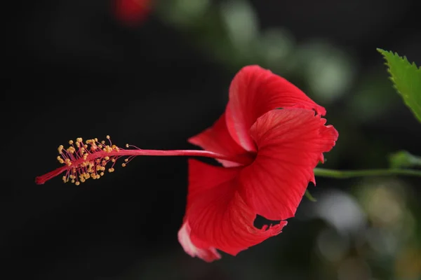 Widok Bliska Piękne Kwiaty Kwitnące — Zdjęcie stockowe