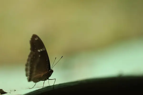 Vue Rapprochée Papillon Dans Nature — Photo