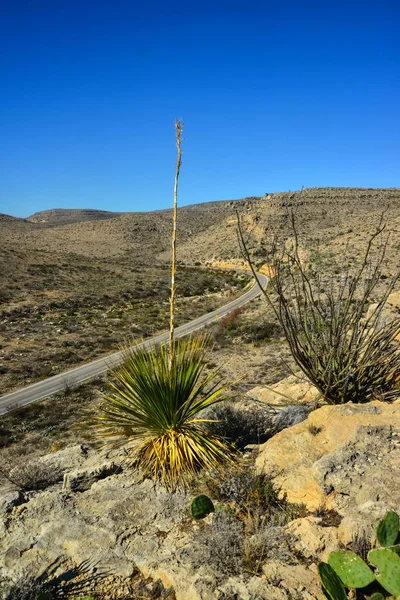 Agave Yucca Cacti Desert Plants Mountain Valley — Stock Photo, Image