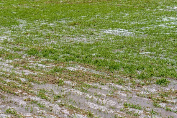 Sprouts Winter Barley Field Ice Snow — Stock Photo, Image