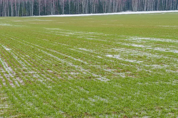field with green sprouts of winter barley, with ice and snow