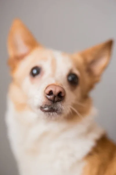 Little Cute Red Headed Mongrel Dog — Fotografia de Stock