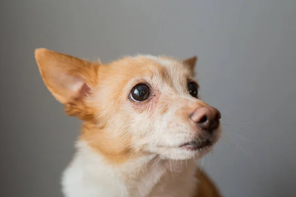 Little Cute Red Headed Mongrel Dog — Stockfoto