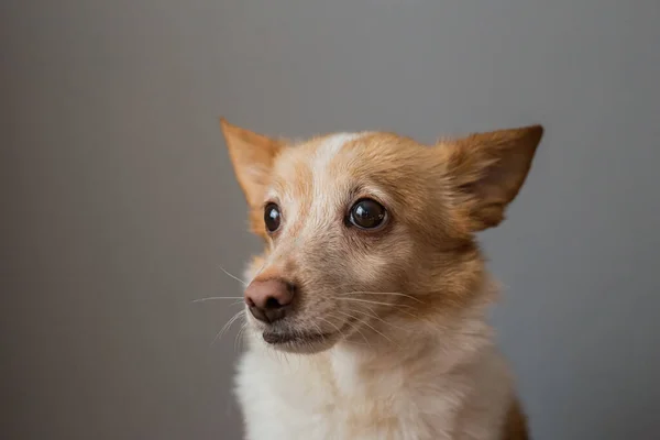 Little Cute Red Headed Mongrel Dog — Zdjęcie stockowe