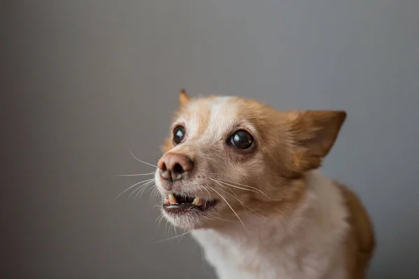 Little Cute Red Headed Mongrel Dog — Stok fotoğraf
