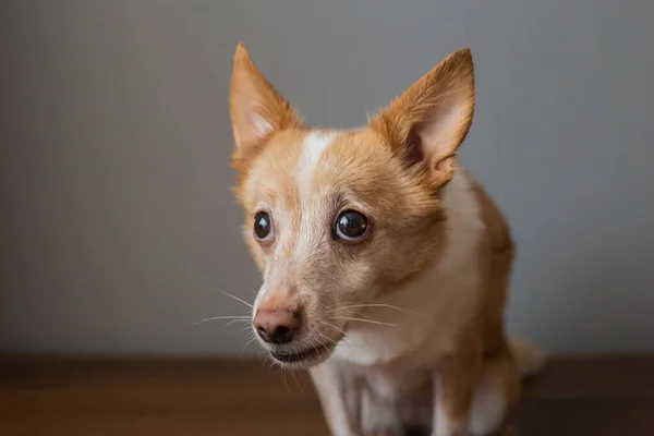 Little Cute Red Headed Mongrel Dog — Stockfoto