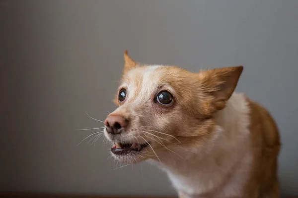 Little Cute Red Headed Mongrel Dog — Foto Stock