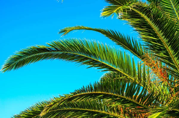 blue summer sky and palm tree, exotic flora