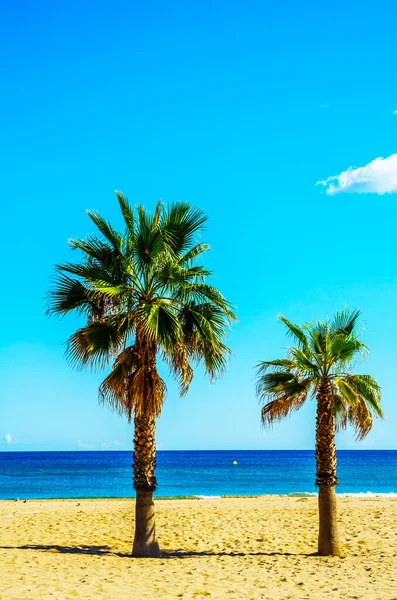 Krásné Rozprostírající Palmy Pláži Symbol Exotických Rostlin — Stock fotografie